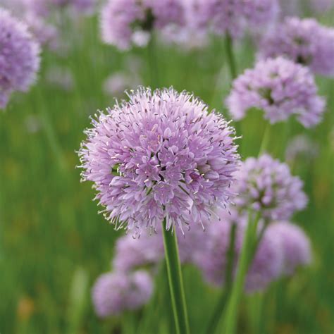 Allium Summer Beauty