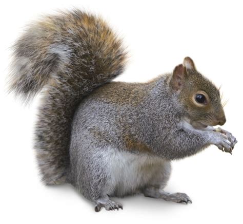 Types Of Squirrels Squirrel Facts For Kids Dk Find Out