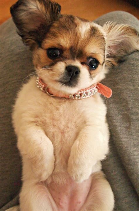 Explore 10 listings for shitzu cross puppies at best prices. Shih Tzu / Chihuahua Mix, Shihtzu Chihuahua, Chi Tzu, ChiTzu | Toy dog breeds, Chihuahua ...