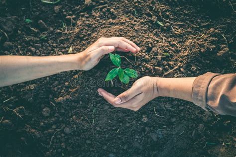 Hand For Planting Trees Back To The Forest Stock Image Image Of