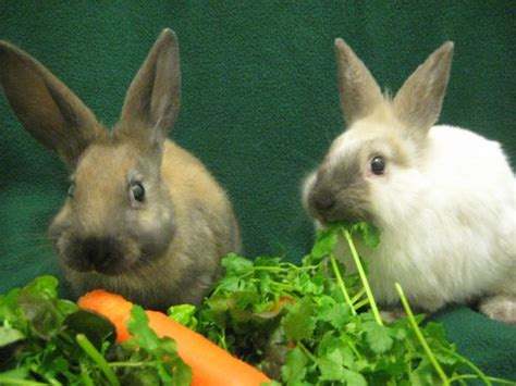 Animals That Hop