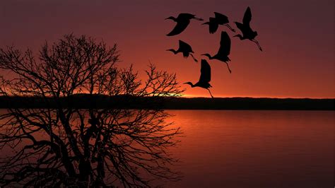 Free Images Sunset Birds Flying Sky Colorful Colors Orange