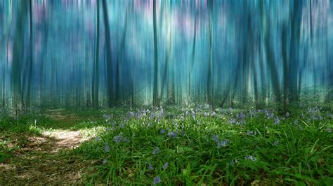 How To Create A Dream Forest In Adobe Photoshop