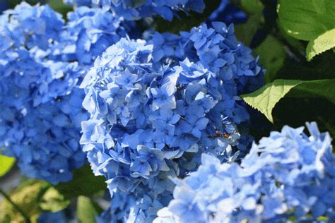 The airy clusters of beautiful blue blooms gave bluebeard its name. 20 Best Perennials for Zone 6 Gardens - Garden Tabs