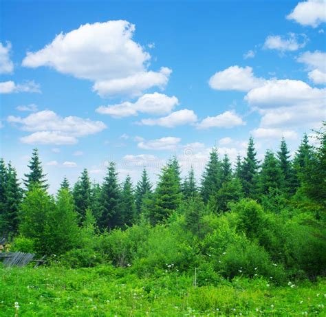 Forest And Sky Stock Image Image Of Branch Season Cloud 26835351