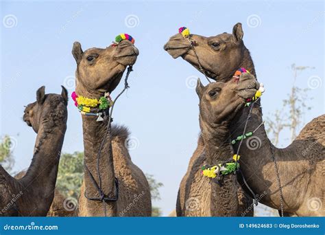 Camellos En El Desierto Thar Durante La Feria Del Camello De Pushkar