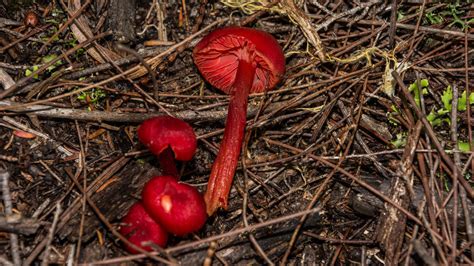 Red Mushroom Id Mushroom Hunting And Identification Shroomery