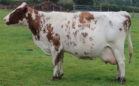 Ayrshire Cattle Info Size Lifespan Uses And Pictures