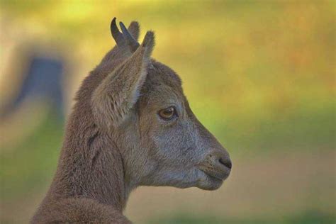 ¿dónde Viven Las Cabras Actualizado 2020