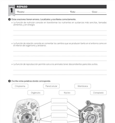 Ciencias Naturales 6 Primaria Sm Savia Material Fotocopiable