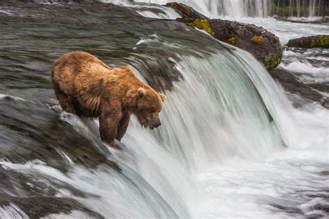 Coastal Brown Bears Of Katmai National Park Alaska Pics