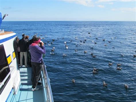 Westport Seabirds Pelagic Tours All You Need To Know