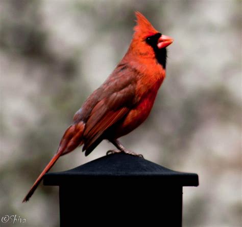 Northern Cardinal Bird
