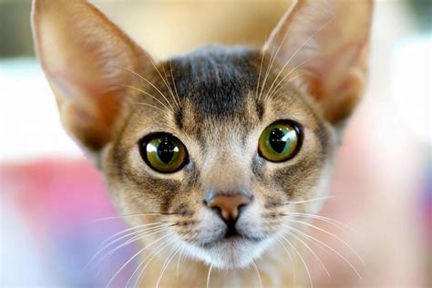 How To Buy And Raise Abyssinian Kitten By Jennifer Wilson Medium