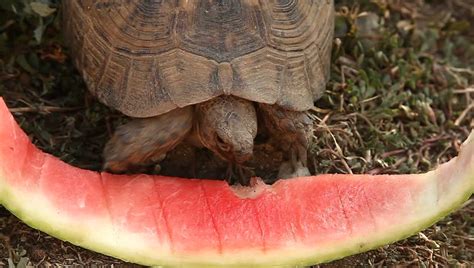 1986 ferrara candy adds mr.melon, a chewy watermelon candy, to their line up. Turtle Eating Fruit Stock Footage Video 1903330 - Shutterstock