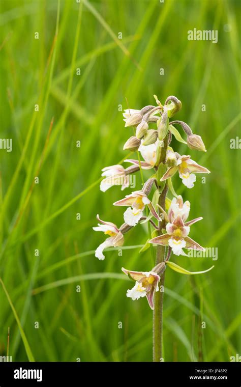Marsh Helleborine Epipactis Palustris In Grass Stock Photo Alamy