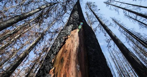 Death Of The Giants Forests Getting Shorter Younger In Northwest And