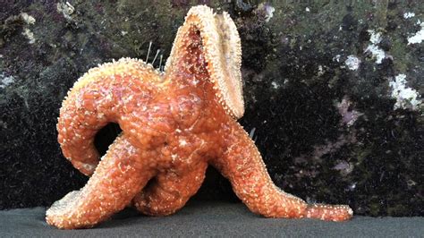 Sea Star Wasting Syndrome Youtube