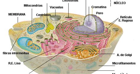 Biología La Ciencia De La Vida 13 Los Orgánulos Celulares
