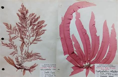 Red Algae Characteristics Structure Reproduction And Examples