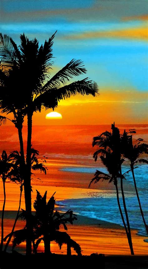 Sunset Beach Hawaii Palm Tree Free Photo Sunset Hawaii Oahu Free