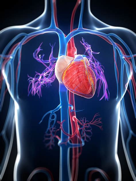 Cardiovascular System Part 1 Anatomy And Physiology Cardiovascular