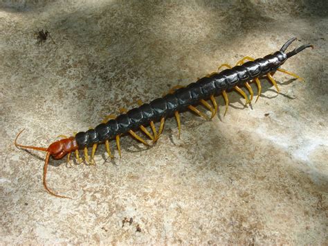 Mobugs Giant Red Headed Centipede