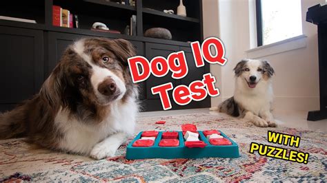 How Smart Is My Dog Taking A Dog Iq Test Youtube