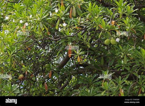 Pong Pong Cerbera Odollam Leaves Flowers And Fruit Kota Kinabalu