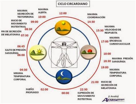Ciclo Circardiano Circadian Rhythm Wellness Programs Workplace