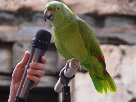 Training A Parrot To Talk The Right Way 5 Pics Animals Look