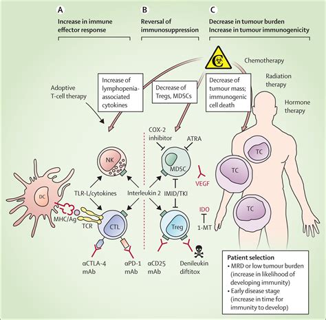 Clinical Use Of Dendritic Cells For Cancer Therapy The Lancet Oncology