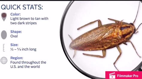 The main step is to maintain regular sanitation. German Roaches - YouTube