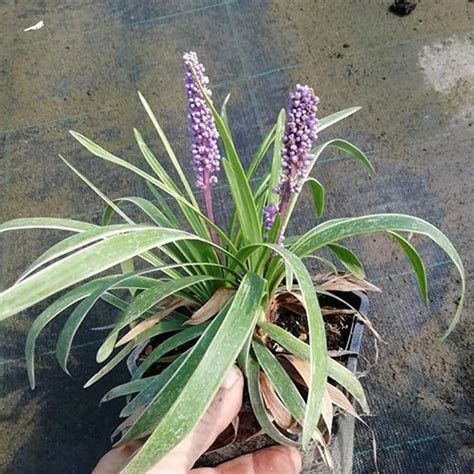 Liriope Muscari Gold Banded Erbacee Perenni Green Service