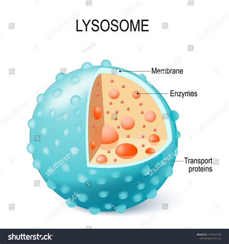 Svg Of Anatomy Of The Lysosome Hydrolytic Enzymes Membrane And