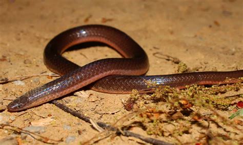 10 Snakes That Burrow Underground A Z Animals