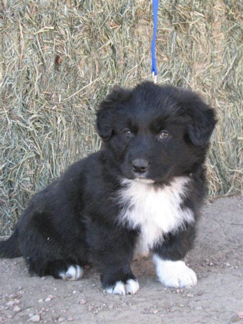 We adopted opal when she was seven weeks old from a family on a farm. german shepard australian shepard puppies | images of ...