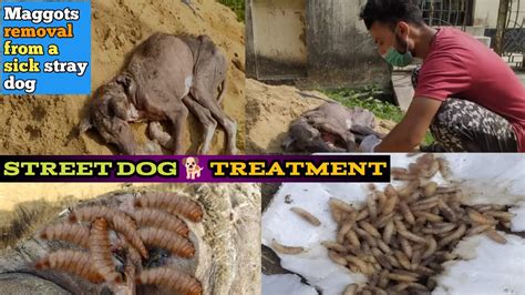 Removal Many Of Maggots From A Poor Sick Stray Dog Youtube