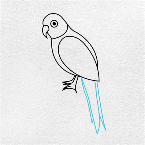 How To Draw A Parrot Helloartsy