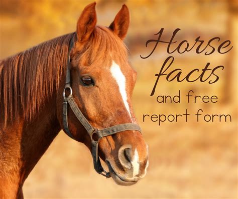 Horse Facts For Kids Fun And Educational