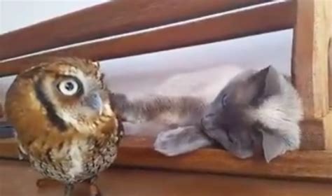 Watch This Owl And Cat Have A Beautiful Friendship Owl Owl Cat Cats