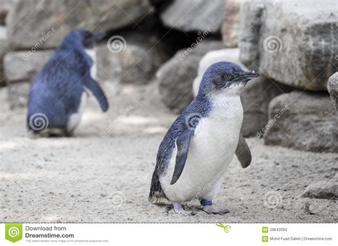 Little Blue Penguins Eudyptula Minor In Captivity Stock