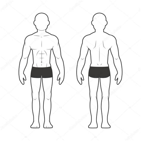 Athletic Male Body Chart Stock Vector Image By ©sudowoodo 100262178
