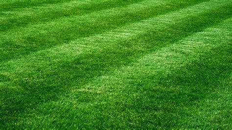 8 Easy Ways To Make My Grass Green Lawnsmith Lawn Care