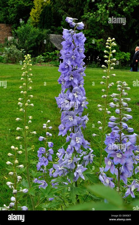 Delphinium Magic Fountain Sky Blue Hi Res Stock Photography And Images