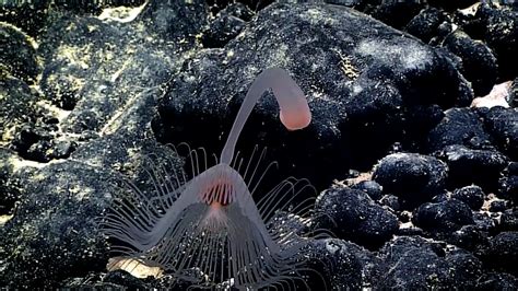 10 Criaturas Fascinantes Que Viven En Las Profundidades Del Mar