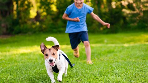 Perros Estas Son Las Multas Más Comunes A Las Que Te Expones Por Tenerlo