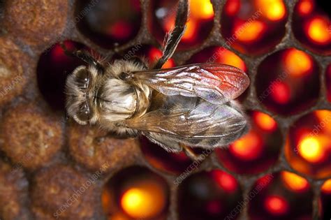 Honey Bee Hive Stock Image C0128422 Science Photo Library