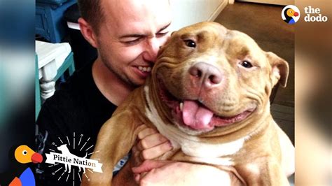 Happy Pit Bull Dog Loves It When His Dad Babies Him The Dodo Pittie