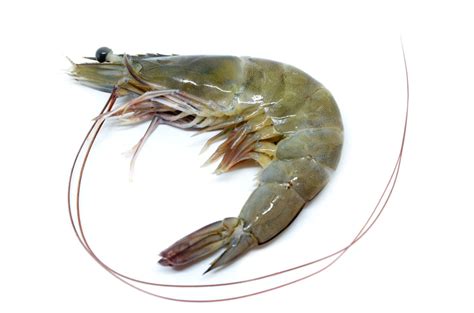 The differences between shrimps and prawns. The Difference Between Prawn and Shrimp: Explained!